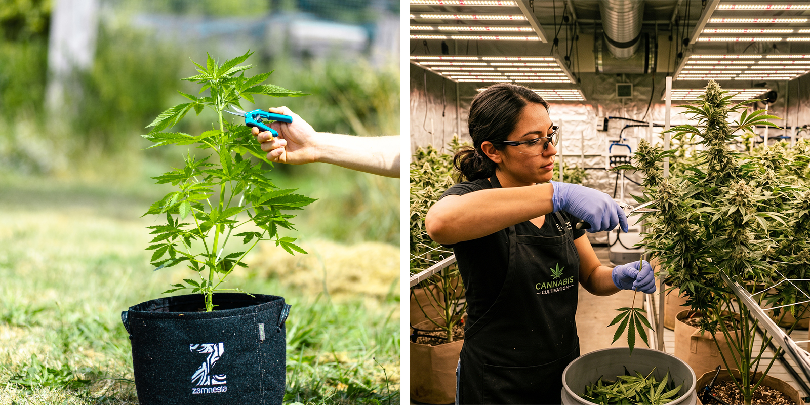 Pruning cannabis: Indoor vs outdoor plants