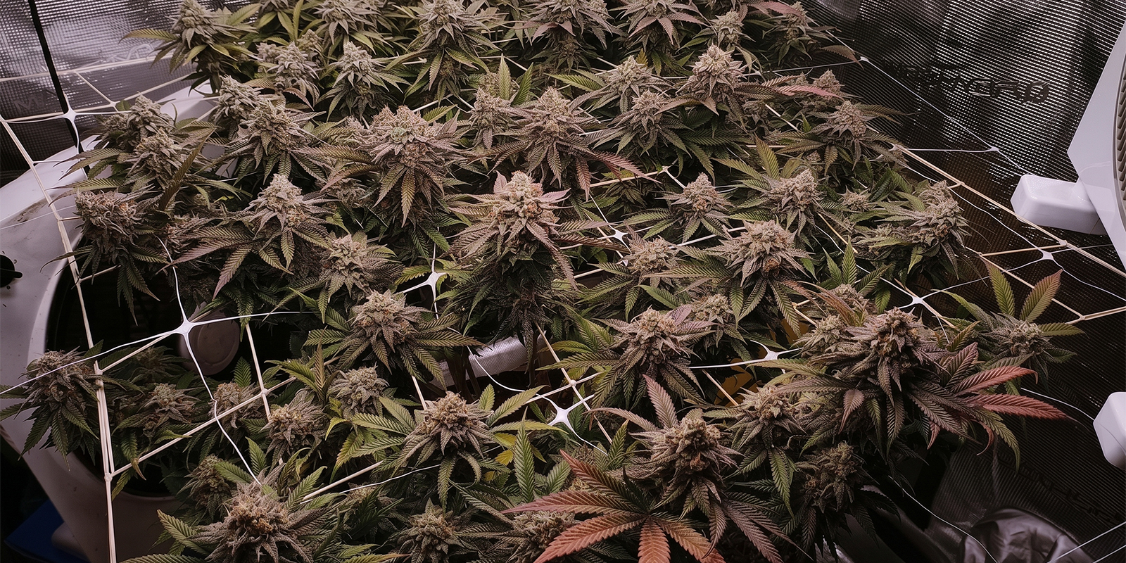 SCROG and pruning