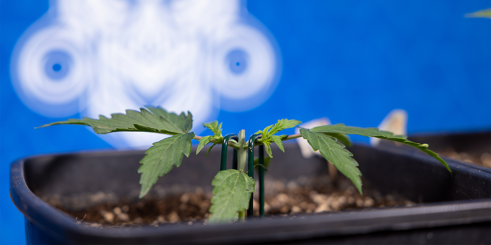 Topping cannabis plants