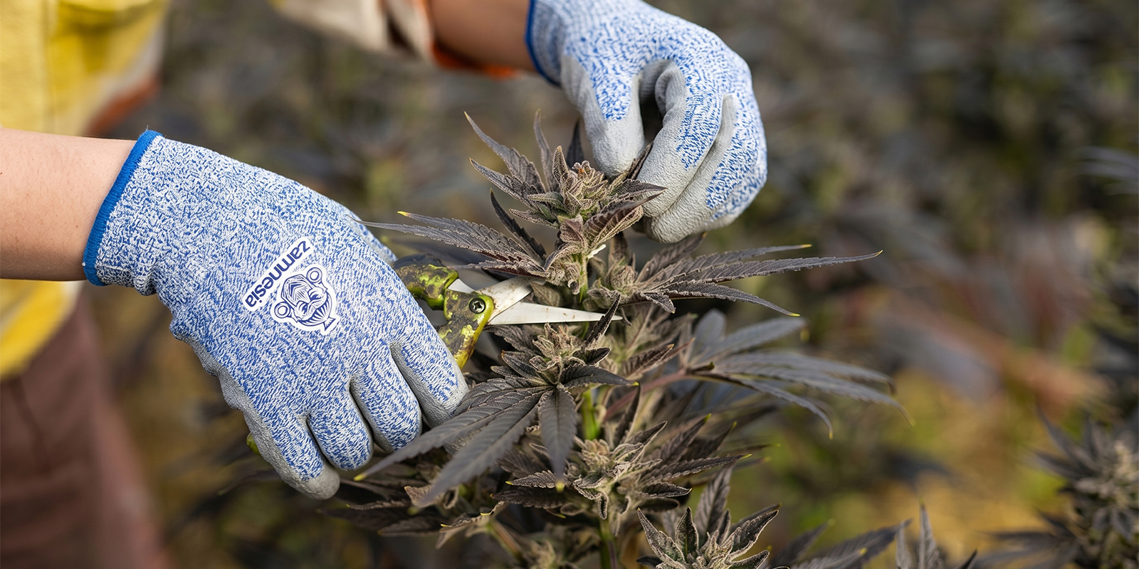 When should you prune cannabis?