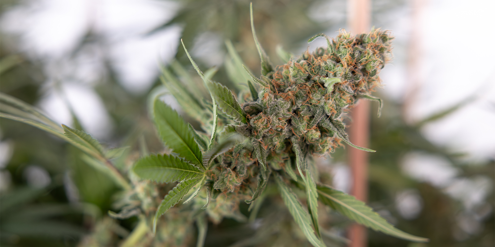 Why prune cannabis plants?