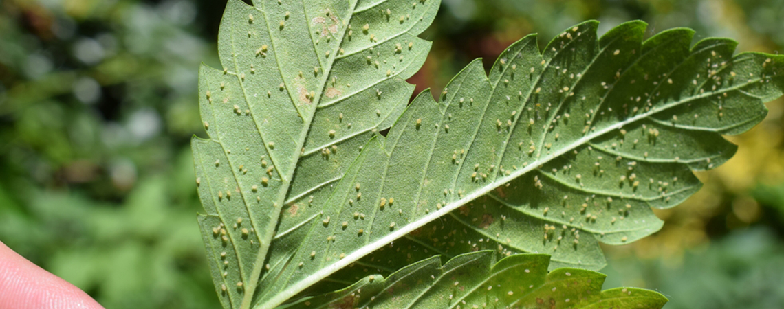 Cannabis Aphids: How to Spot, Remove, and Prevent Them