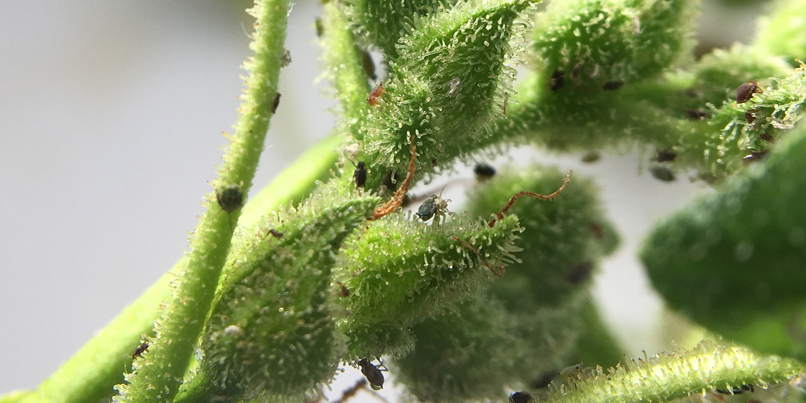 What are cannabis aphids?