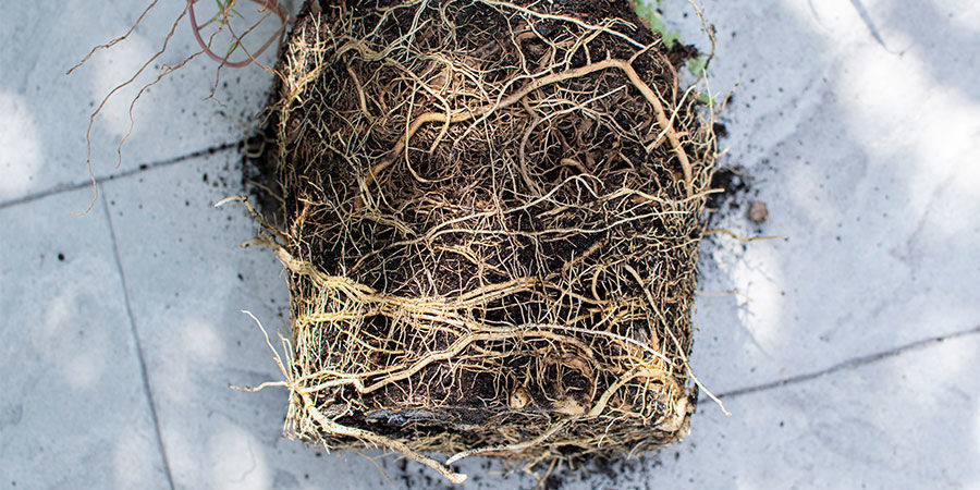 How To Identify Root-bound Cannabis Plants