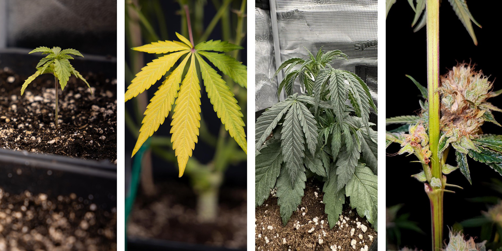 Above-ground symptoms