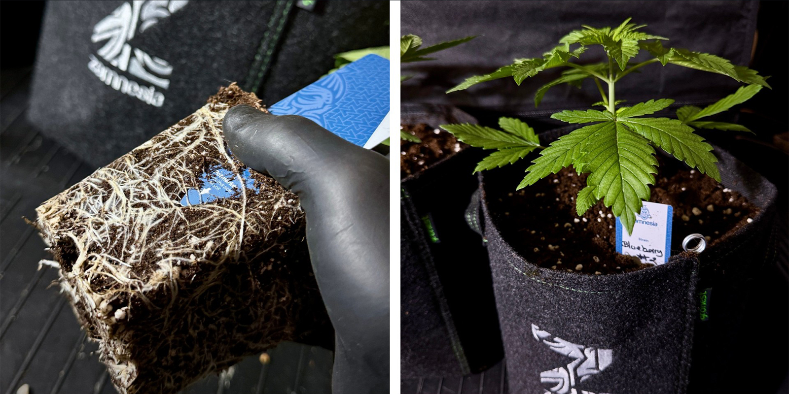 Option 1: Transplant to a Larger Pot