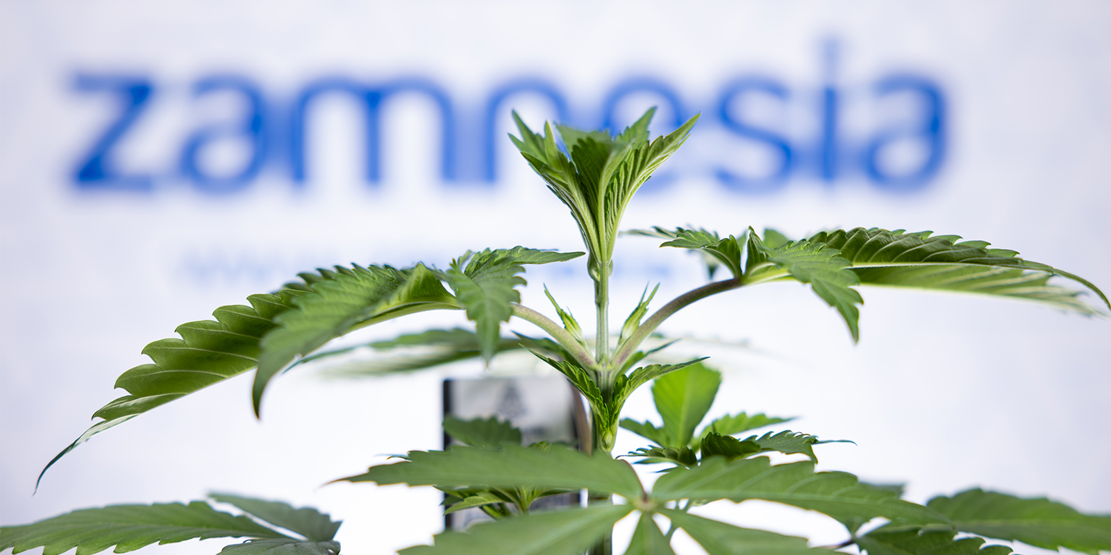 Root problems? Solved. Now let your plants thrive!