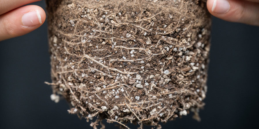 What Is A Root-bound Weed Plant?