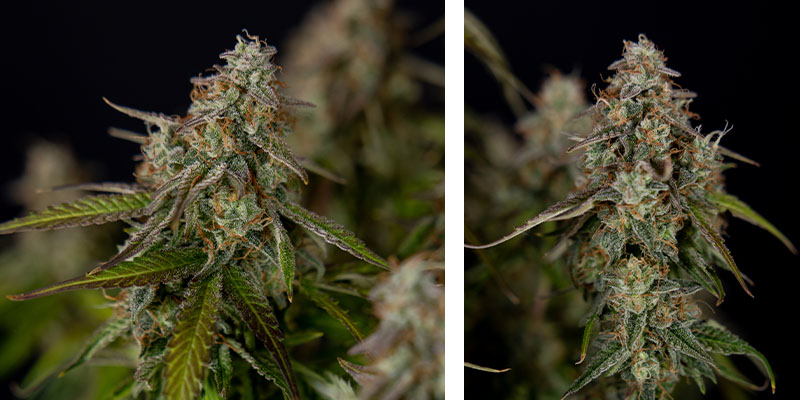Wurlz F1 Autoflower - Zamnesia Seeds