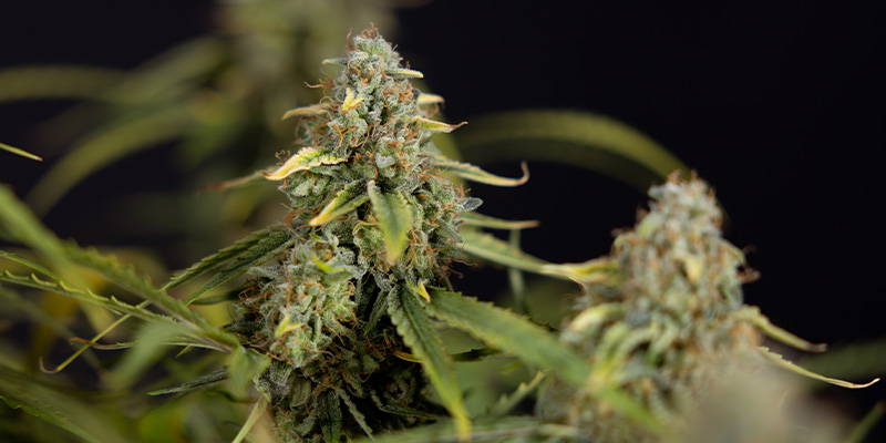 Green Crack F1 Autoflower (Zamnesia Seeds) Feminized