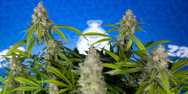 Green Crack F1 Autoflower (Zamnesia Seeds) Feminized