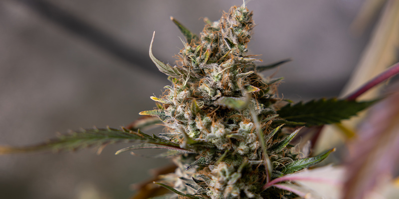 Sticky Broccoli (Zamnesia Seeds) Feminized Sticky Broccoli (Zamnesia Seeds) Feminized