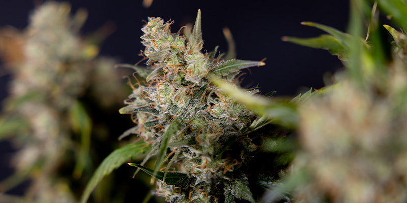 Sticky Broccoli (Zamnesia Seeds) Feminized Sticky Broccoli (Zamnesia Seeds) Feminized