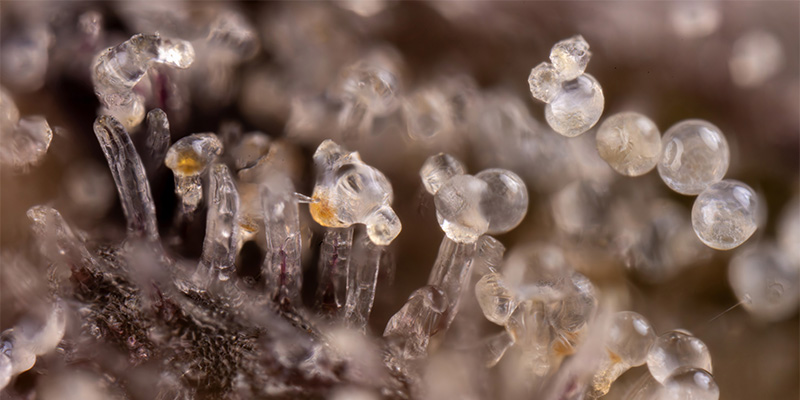 Trichomes