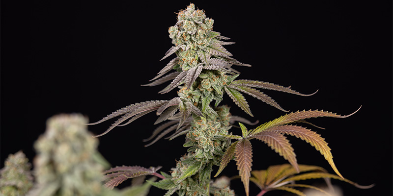 LA Kush Cake Bud