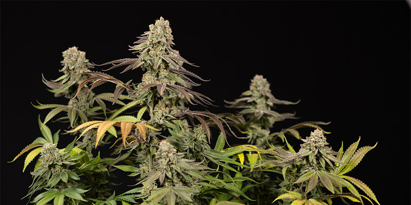 LA Kush Cake Plant