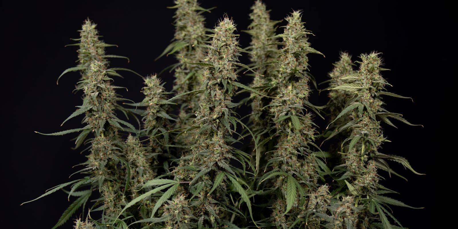 King Louis Auto bud