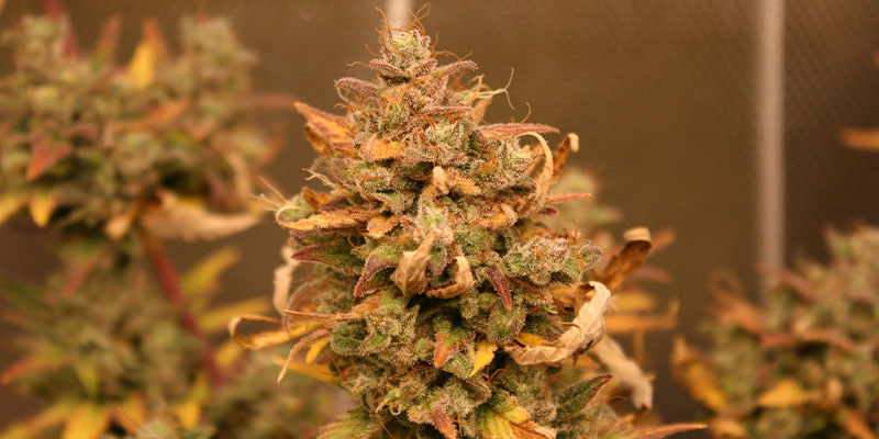AK-420 Autoflower (Zamnesia Seeds)