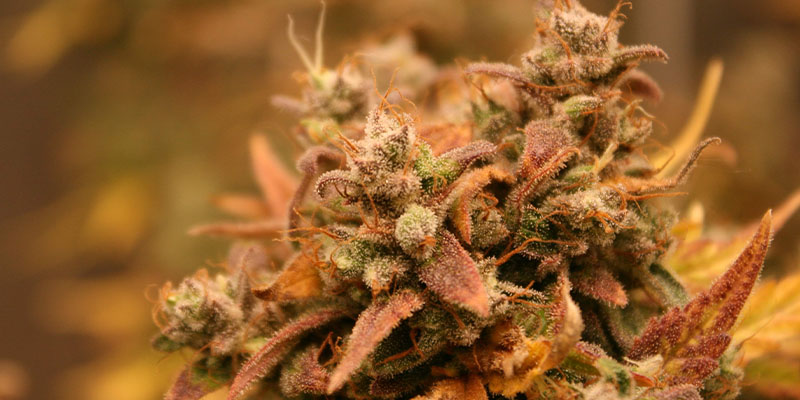 AK-420 Autoflower (Zamnesia Seeds)