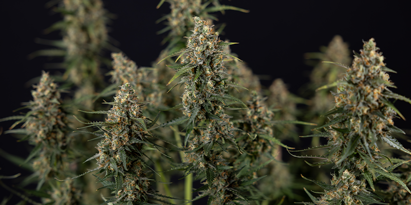 Sticky Beast Autoflower (Zamnesia Seeds) feminized