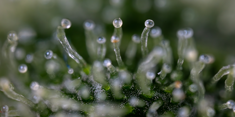 Purple Haze Autoflower (Zamnesia Seeds) Feminized