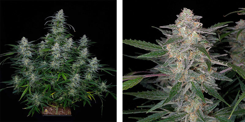 Biscotti Autoflower (Zamnesia Seeds) Biscotti Autoflower (Zamnesia Seeds)