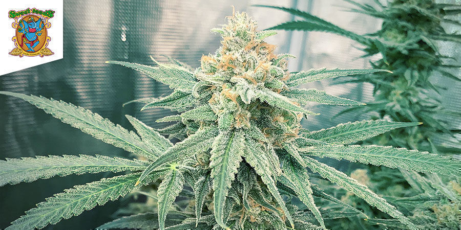 Cream 47 (Sweet Seeds)