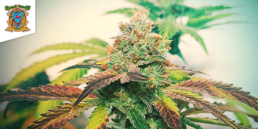 Mohan Ram (Sweet Seeds) Mohan Ram (Sweet Seeds)