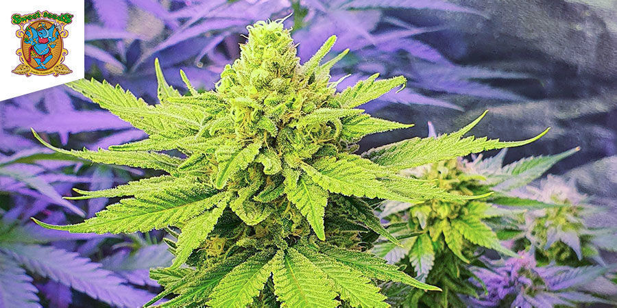 Sweet Cheese (Sweet Seeds)