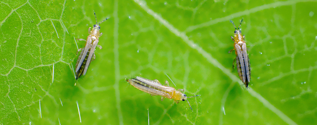 Thrips on Cannabis: How to Get Rid of Thrips on Cannabis Plants