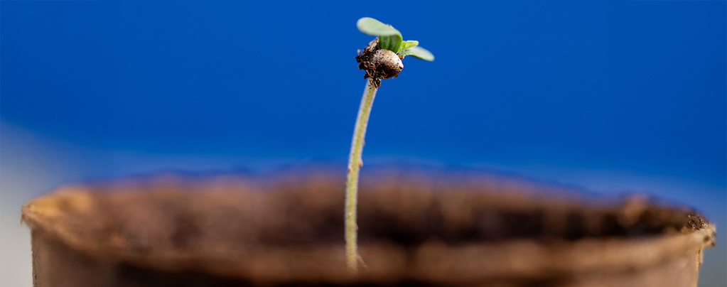 How to germinate cannabis seeds: your ultimate guide