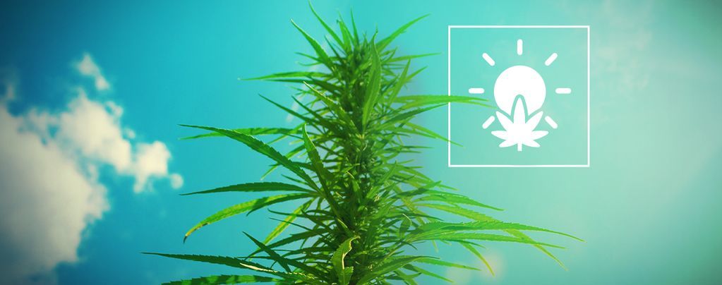 How To Grow Cannabis Outdoors