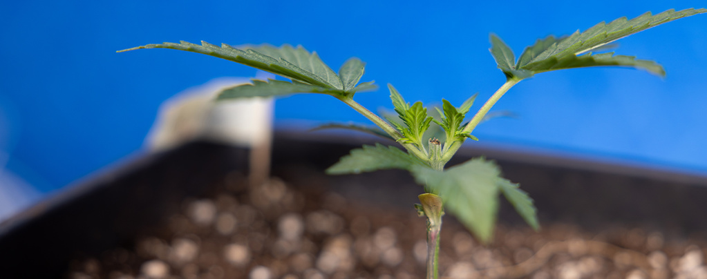 Topping cannabis: Everything you need to know