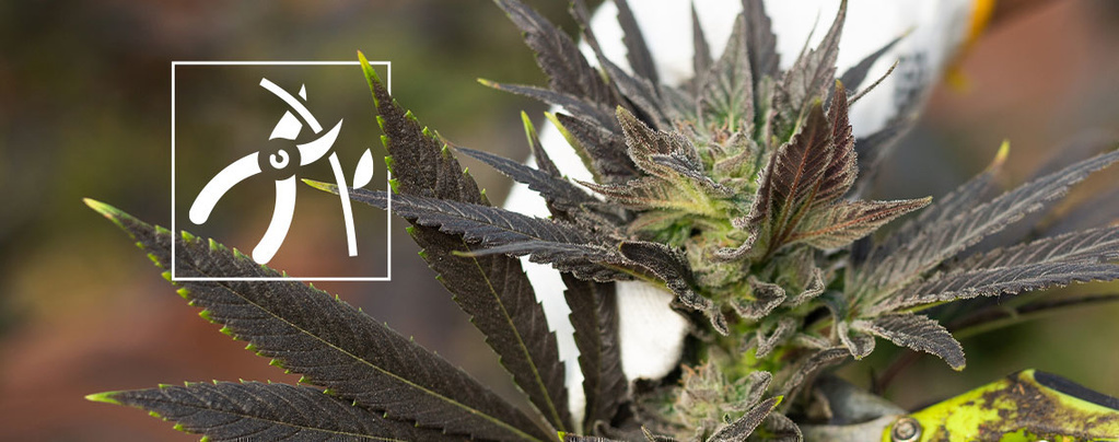 How to harvest cannabis plants