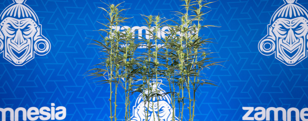 Cannabis defoliation: Everything you need to know