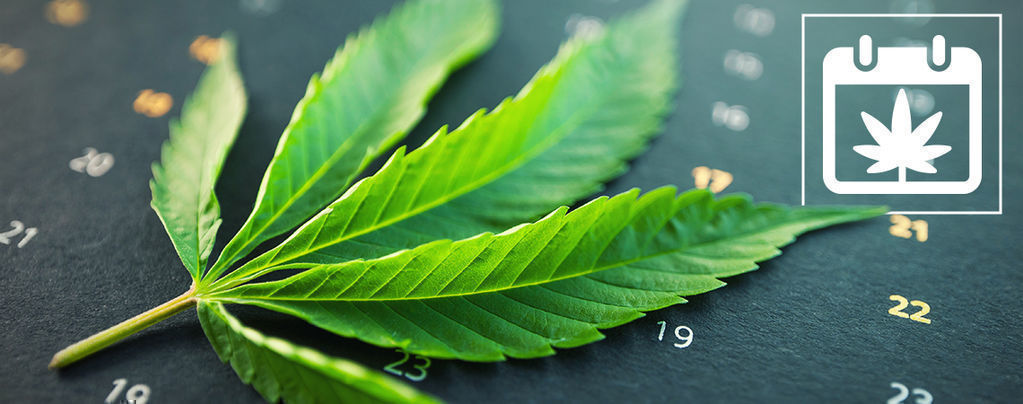 Zamnesia's Outdoor Cannabis Grow Calendar