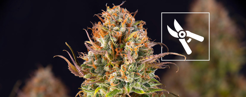 When to harvest cannabis plants