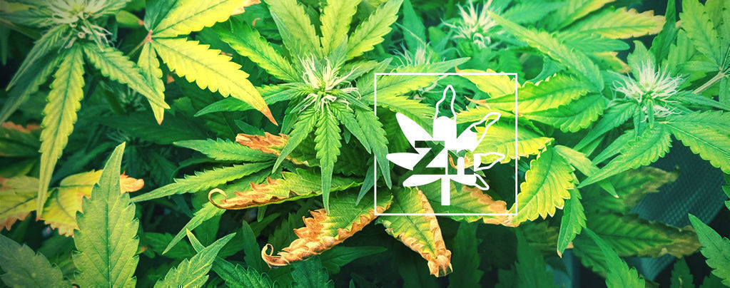 ﻿Zinc Deficiency In Cannabis Plants