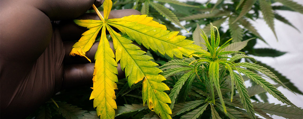 How to treat and avoid yellow cannabis leaves