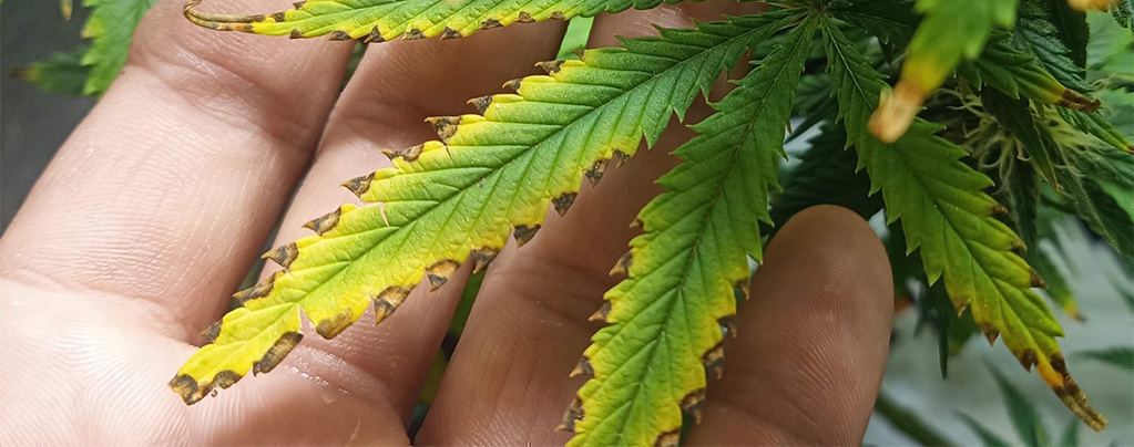 Cannabis nutrient burn: How to spot it & save your plants