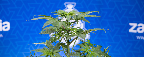 Why are my cannabis leaves curling downwards?