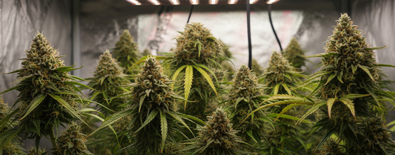 How to grow cannabis using 12/12 from seed