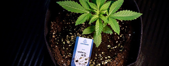 Transplanting autoflowers: Smooth moves for healthy roots