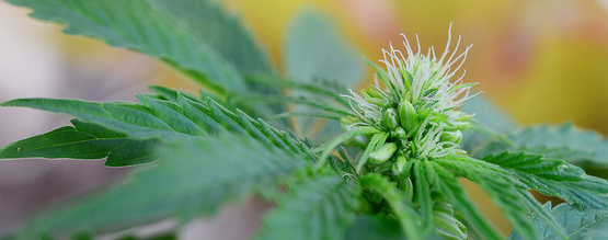 Hermaphrodite Cannabis Plants: Early Signs, Pictures & What to Do