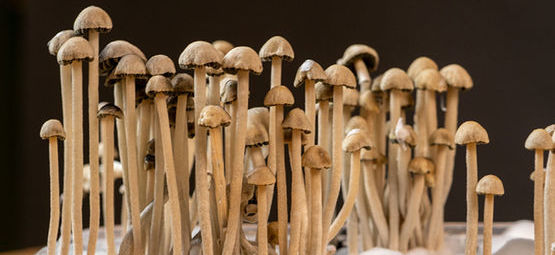 What Is Panaeolus Cyanescens?