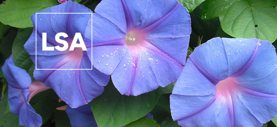 LSA: Everything you need to know