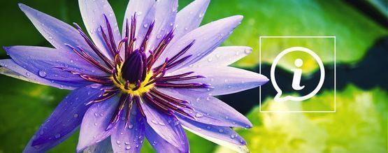 What Is Blue Lotus?