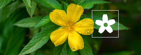 How to use damiana: Everything you need to know
