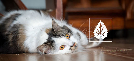Catnip: Everything you need to know