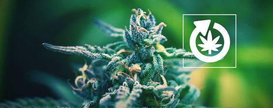 The Life Cycle Of The Cannabis Plant